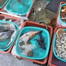 초록바다 | 통영활어시장 초록바다 🌊횟집 맛후기