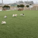 우다다 펫택시 이미지