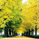 은행나무길 이미지