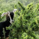 염소왕국 이미지