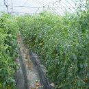 혜원농장 이미지