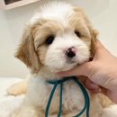 퍼피멜로디 이미지