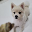 잘다녀오시개 이미지