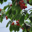 박은숙농장 이미지