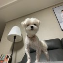 다드멍 이미지