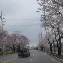 구미시 낙동강 벚꽃 이미지