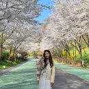 [아키크루 5기] 하늘공원 벚꽃 나들이 룩! 아키클래식 시드니 라이트 샌드 모카 착용 후기