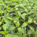 거산약품 이미지