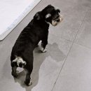 살랑살랑 반려견미용실 이미지