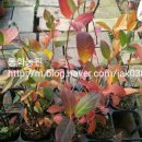 동화조경농원 이미지