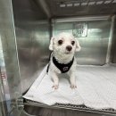 산타클라라동물병원 이미지