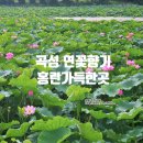 대황강 출렁다리 | 전남 곡성가볼만한곳 7월 목동제 연꽃 방죽과 여행코스