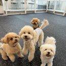 노라도라 이미지