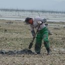 신안갯벌세발낙지 이미지