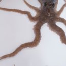 무안-5호 이미지