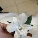 라노비아 | 9. 라노비아 사회자 코사지 후기