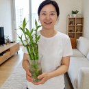 "개운죽 유리병 미끈거려도 그냥 놔두니까 뿌리 썩었어요" 주 1회 병 닦기로 달라진 수경재배 후기