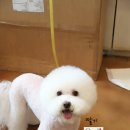 바비펫샵 이미지