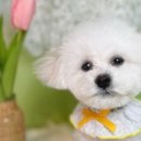 앙볼리펫살롱 이미지