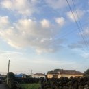 금성 담쟁이 이미지