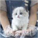 천안 고양이분양 도로시펫 이미지