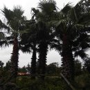 야자수정원 이미지