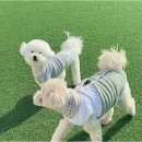 놀루오숑 이미지