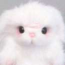 윤톨