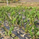 일대농장(1) 이미지