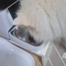 인섹트 파워 | 🐶 간 수치 때문에 사료 바꿔본 후기 (feat. 인섹트도그 어덜트 미니)