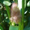 미로정원 이미지