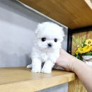 강아지분양 애견입양 아이러브독 인천점 네이버블로그