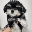 가평동물병원 | 가평애견분양 건강한 말티푸 입양 후기