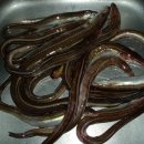 바다장어 이미지