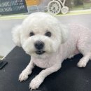그루밍루나 | 포항애견미용 양덕동애견미용 강아지가 더좋아하는 그루밍루나