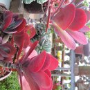 언니네펜션 이미지