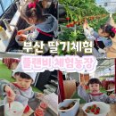 신합농장 | 경남 부산딸기따기 아이랑 플랜비 체험농장 딸기라떼만들기