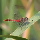 고추잠자리 이미지