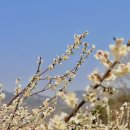 들에핀 매화 이미지