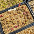 다상농장 이미지