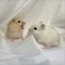 선셋 햄스터리 이미지