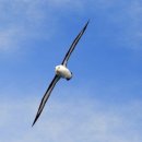 알바트로스(Albatrus)