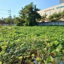 정촌면-6 이미지