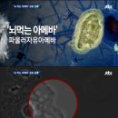 아메바