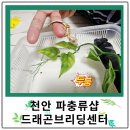 천안 파충류샵 드래곤브리딩센터에서 릴리화이트 사료 먹는 아기도마뱀 분양, 키우는 방법