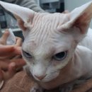 하나로동물병원 | 신갈동 동물병원 다녀온 후기 고양이 이물질 삼켰을 때 보세요!