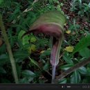 (큰?)천남성 동영상 - Jack-in-the-Pulpit (일명 인디언 무(Indian Turnip)) 이미지