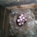 강낭골집 이미지