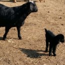 양수농장2 이미지