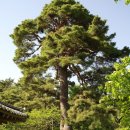 죽녹원로 이미지